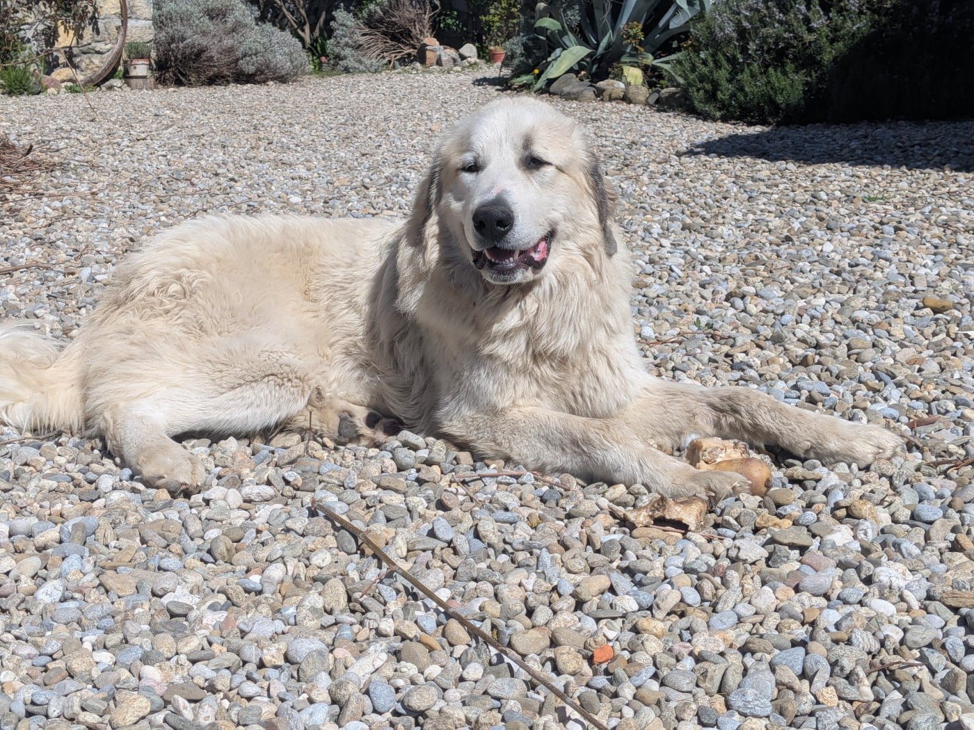 Artagnan Kesha des Gardiens des Fenouillèdes - Chien de Montagne des Pyrenees