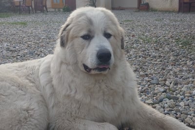 Les chiots de Chien de Montagne des Pyrenees