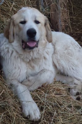 Les chiots de Chien de Montagne des Pyrenees