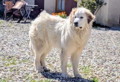 Les chiots de Chien de Montagne des Pyrenees