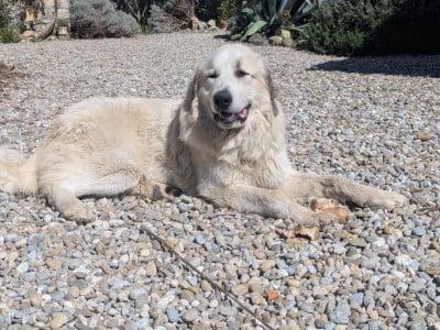 Les chiots de Chien de Montagne des Pyrenees