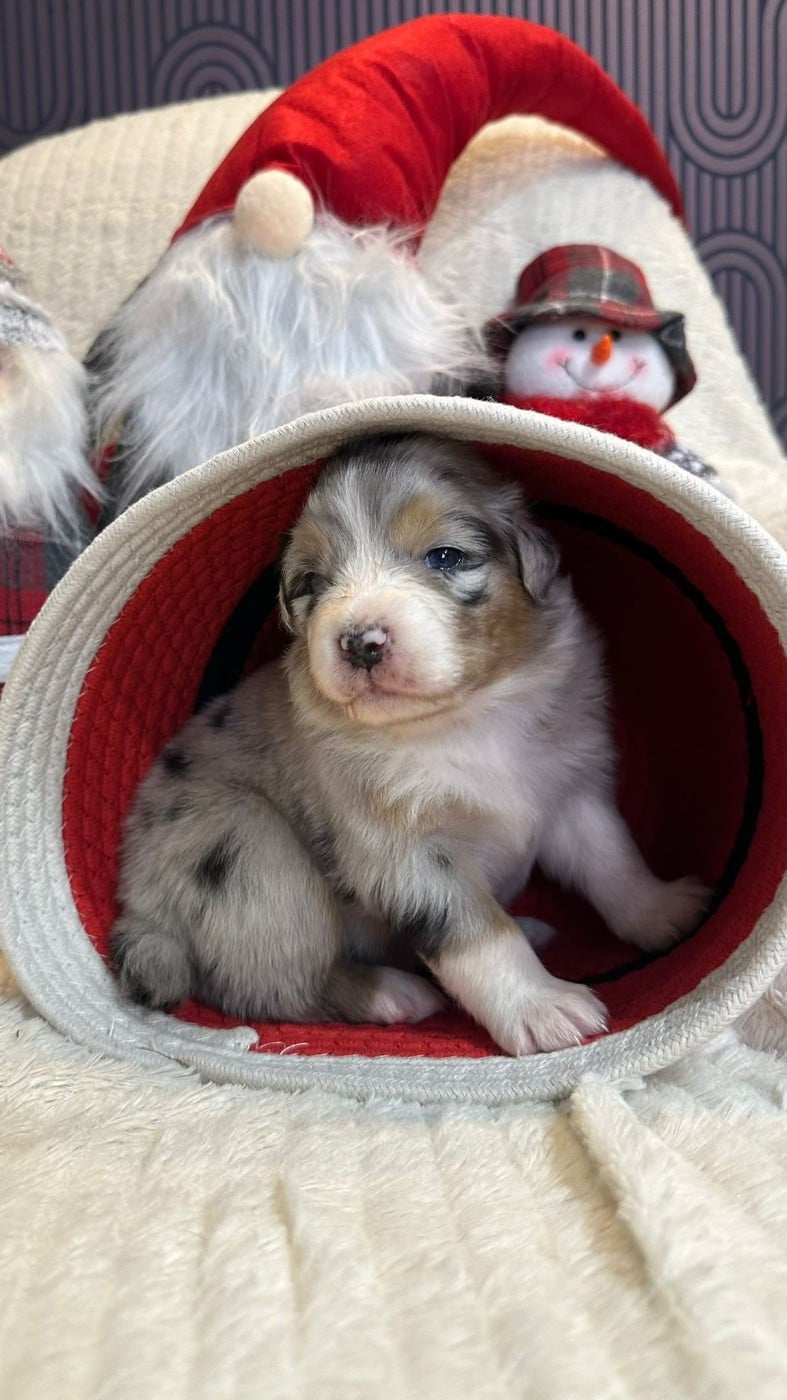 femelle 2 bleu merle tricolore