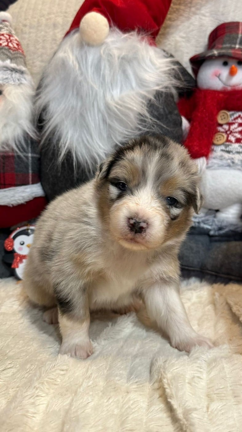 femelle 2 bleu merle tricolore