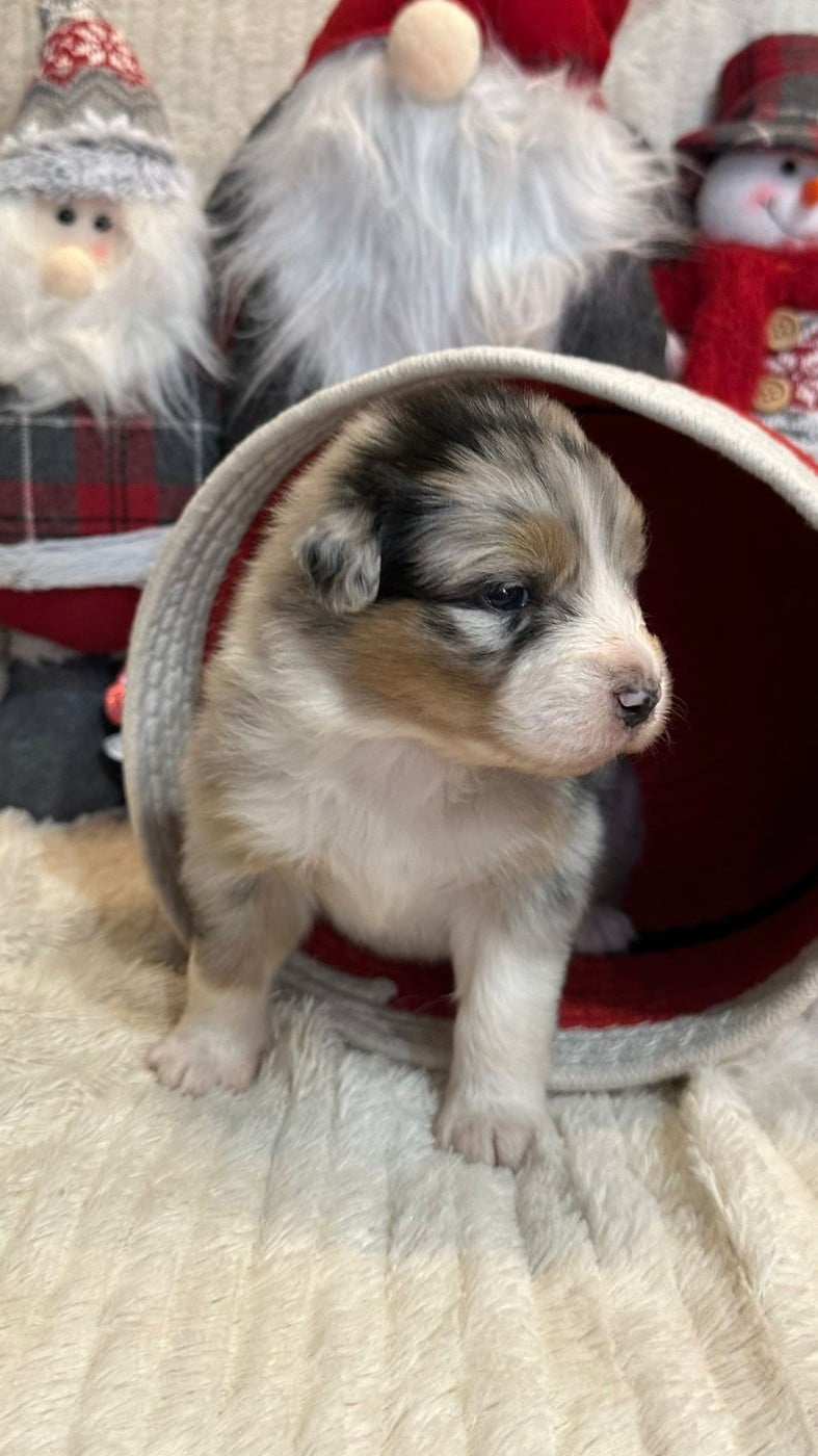 femelle 2 bleu merle tricolore