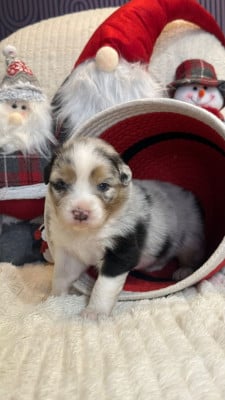 Les chiots de Berger Australien
