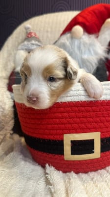 Les chiots de Berger Australien