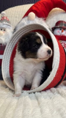 Les chiots de Berger Australien