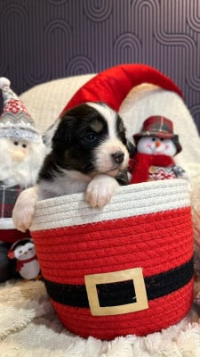 Les chiots de Berger Australien