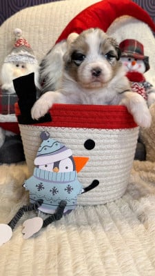 Les chiots de Berger Australien