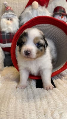 mâle 2 bleu merle trioclore - Berger Australien