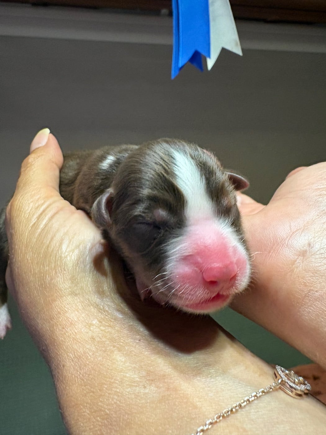 CHIOT 1