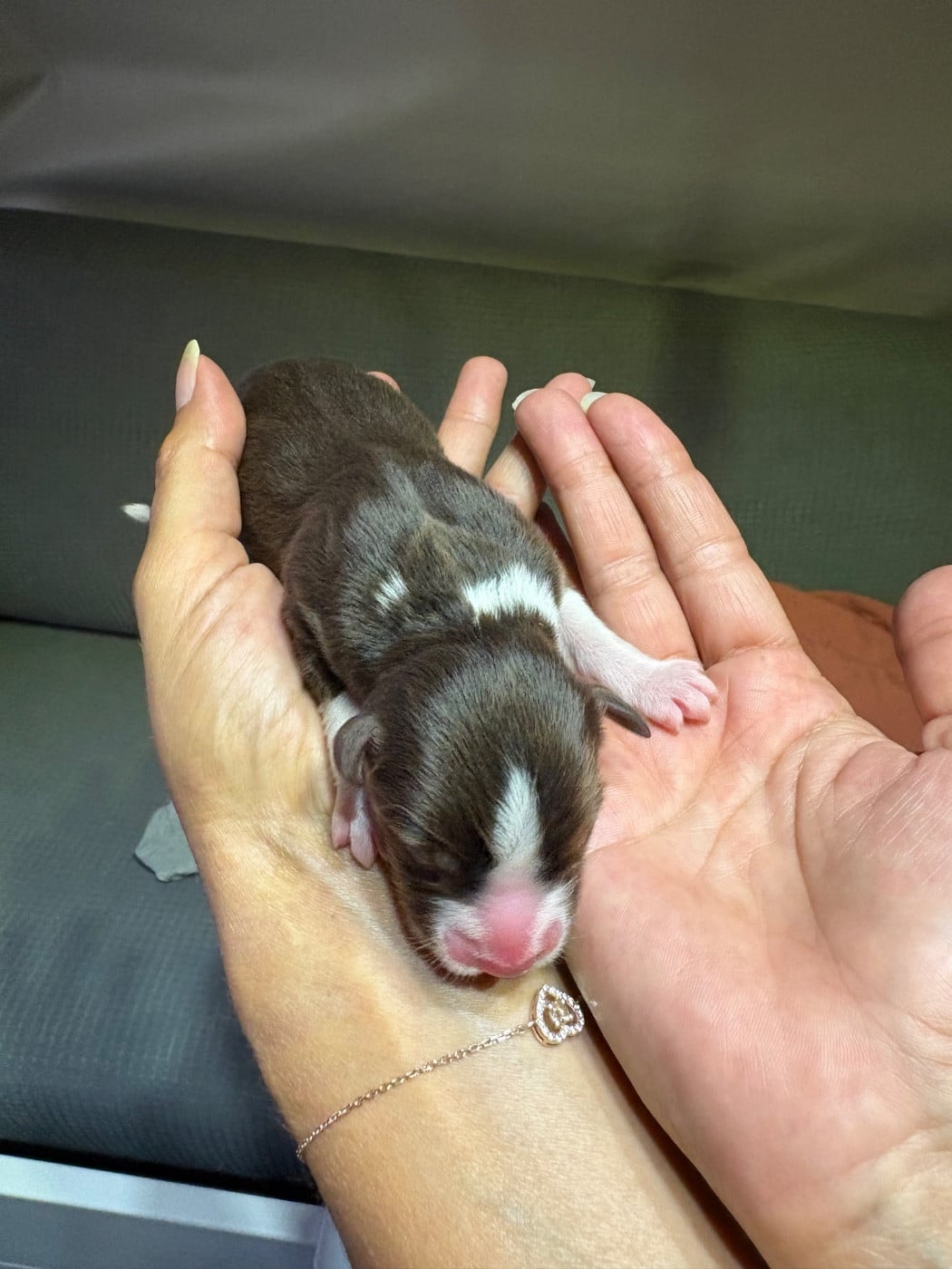 CHIOT 1
