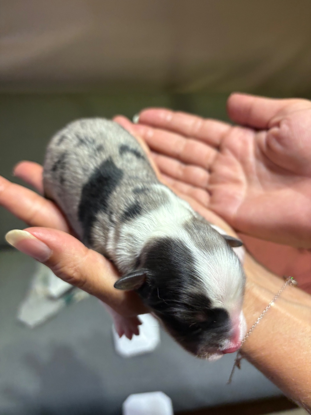CHIOT 2