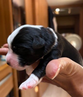 Les chiots de Berger Américain Miniature