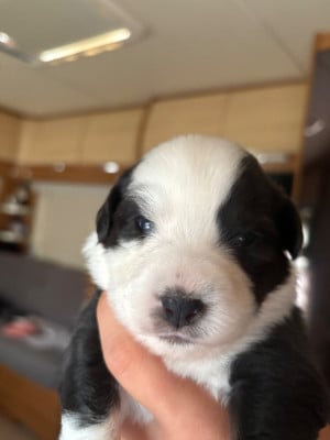 Les chiots de Berger Américain Miniature 