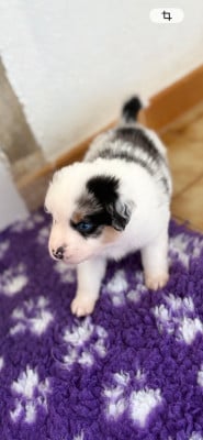 Les chiots de Berger Américain Miniature 