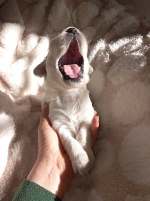 Les chiots de Golden Retriever