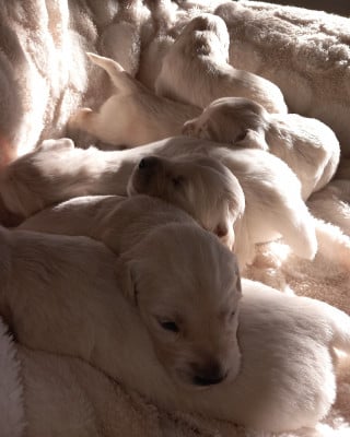 Les chiots de Golden Retriever