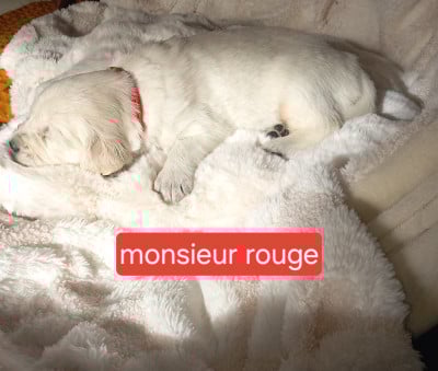 Les chiots de Golden Retriever