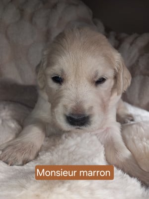 Les chiots de Golden Retriever