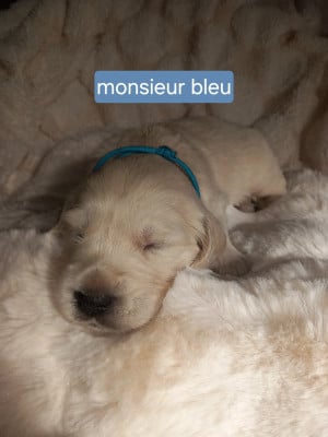 Les chiots de Golden Retriever
