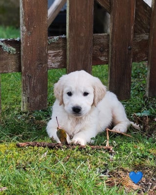 Les chiots de Golden Retriever
