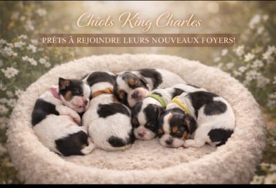 Elevage De La Casa Des Ramonets