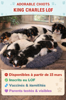 Elevage De La Casa Des Ramonets