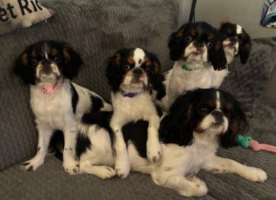 Elevage De La Casa Des Ramonets