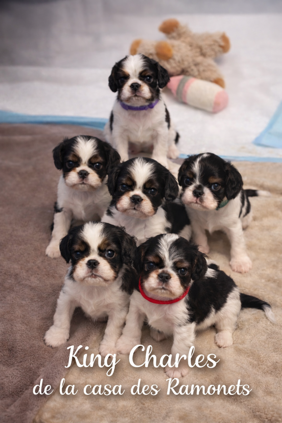 King Charles Spaniel - Elevage De La Casa Des Ramonets
