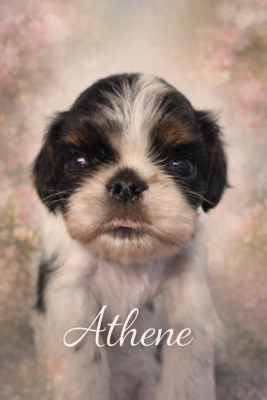 Les chiots de King Charles Spaniel