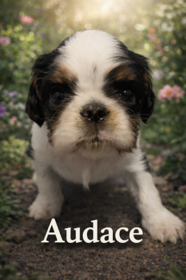 Les chiots de King Charles Spaniel