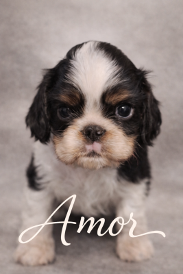 Les chiots de King Charles Spaniel