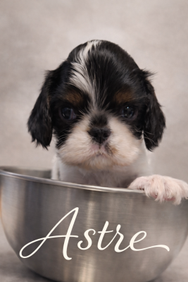 Les chiots de King Charles Spaniel