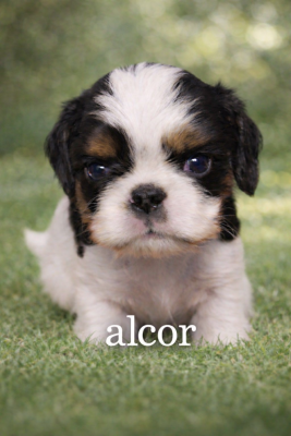 Les chiots de King Charles Spaniel