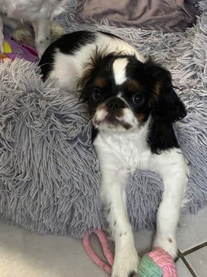 Les chiots de King Charles Spaniel