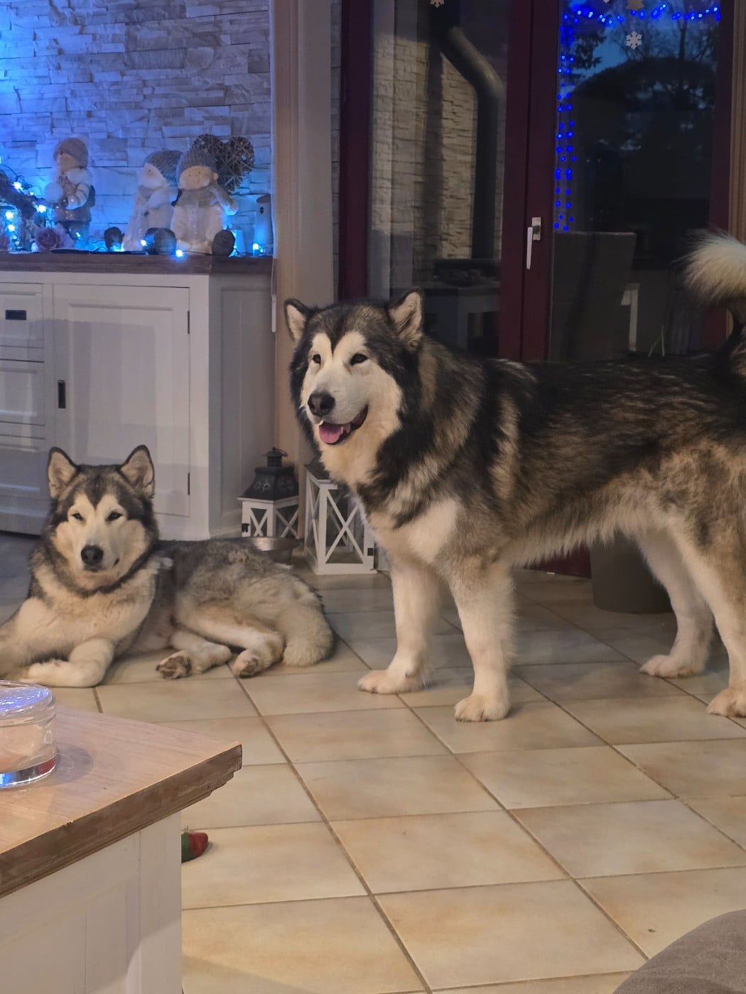 Alaskan Malamute - Les Malas De La Tour