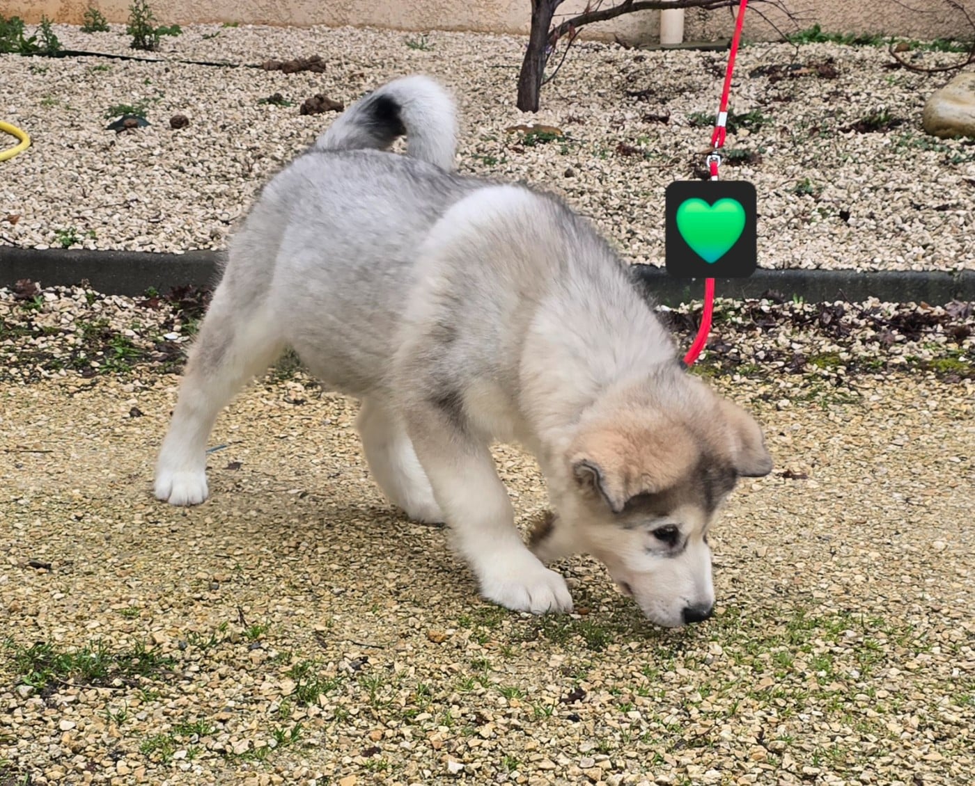 Alti Les Malas de la Tour