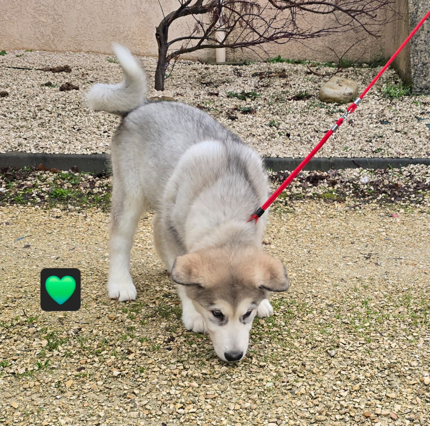 Alti Les Malas de la Tour