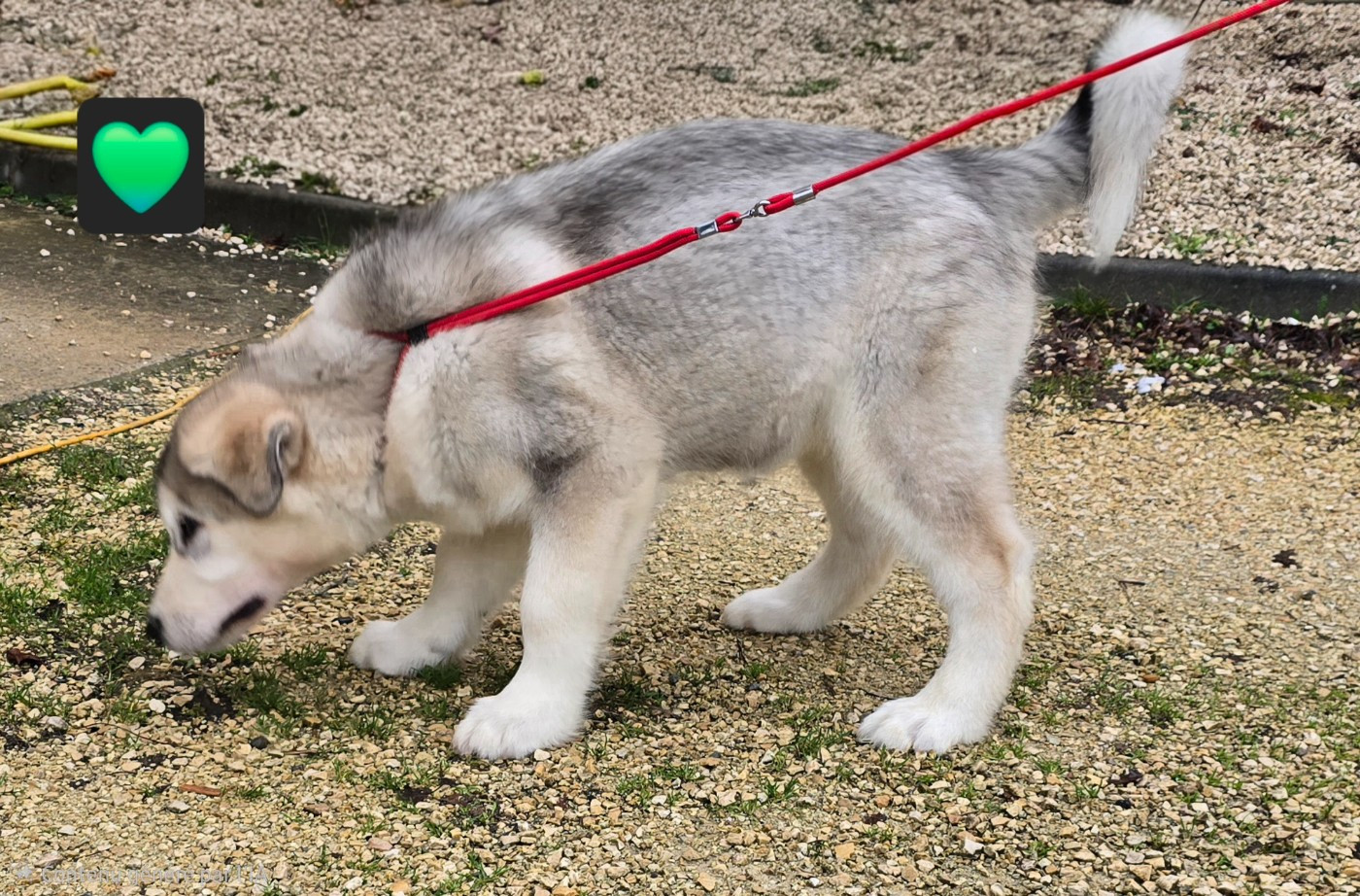 Alti Les Malas de la Tour
