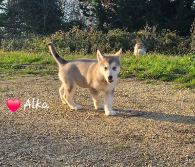 Les chiots de Alaskan Malamute