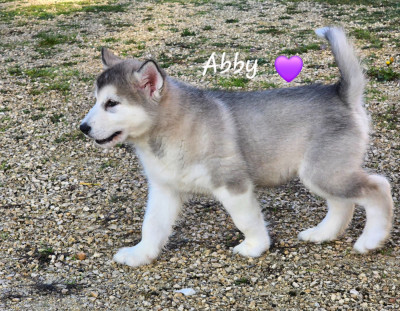 Les chiots de Alaskan Malamute