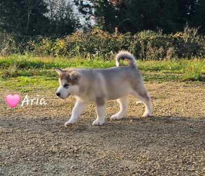 Les chiots de Alaskan Malamute