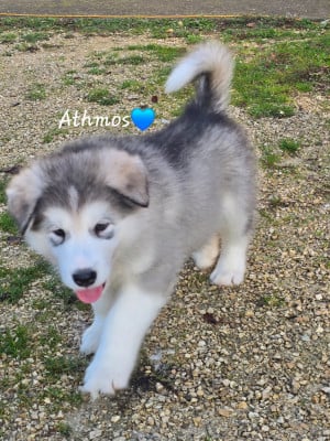 Les chiots de Alaskan Malamute