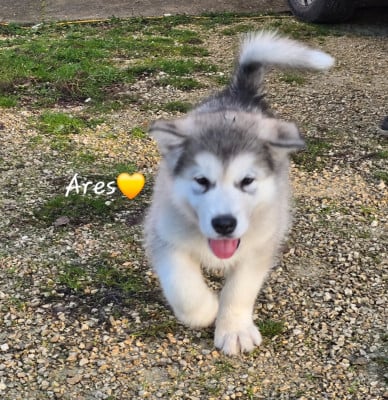 Les chiots de Alaskan Malamute