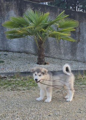 Les chiots de Alaskan Malamute