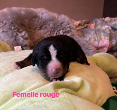 Les chiots de Bouvier de l'Appenzell (appenzellois)