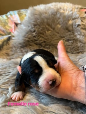 Les chiots de Bouvier de l'Appenzell (appenzellois)