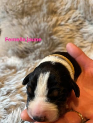 Les chiots de Bouvier de l'Appenzell (appenzellois)