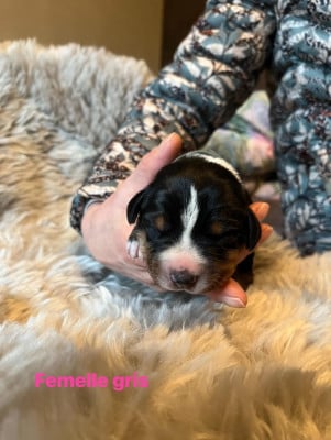 Les chiots de Bouvier de l'Appenzell (appenzellois)
